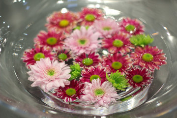 Magariten Blüten im Wasser