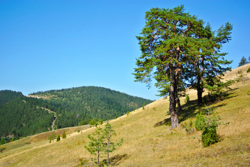 Hill slope with a fir