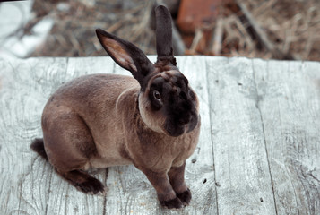 Fototapeta premium Brown rabbit on a white wooden table. Beauty shoot. Castor Rex. 