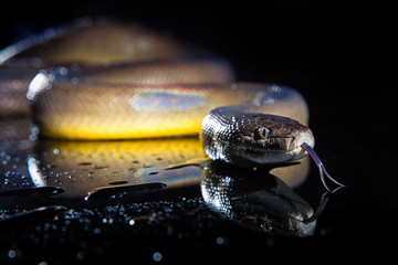Rainbow Serpent Water Python - Liasis fuscus - isolated on black