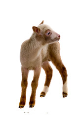 Fototapeta premium little sheep