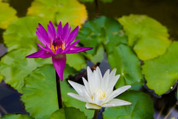 Two lotus at a pond