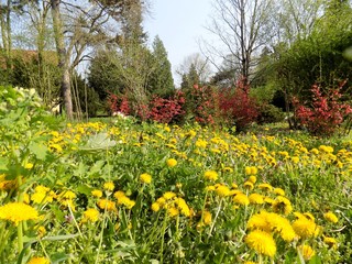 Many dandelions on meadow