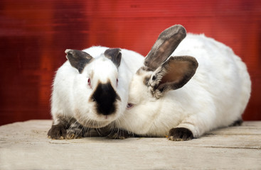 Two Californian rabbit sit on wooden table. red background