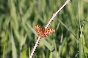 Butterfly sitting on a dry branch on a background of green grass
