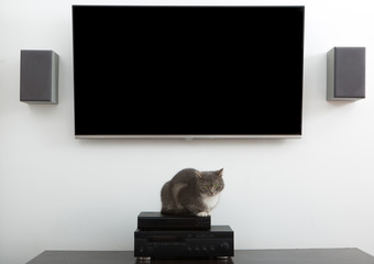 , tv cat, watching TV 
