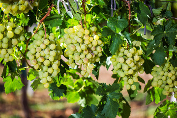 Vineyard row with bunches of ripe white wine grapes.