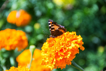 orange butterfly sits on a flower