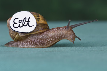Schnecke rennt mit Schild Eilt
