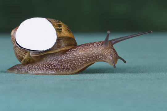 Schnecke rennt mit wei&szlig;em Schild