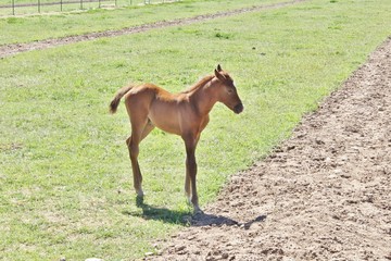 Newborn Foal Playing in the Field