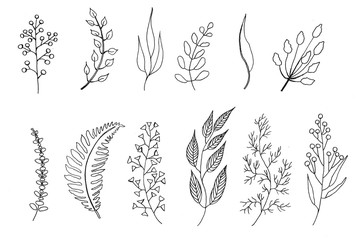 Foliage, ink drawing, botanical illustration