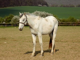Obraz premium White horse