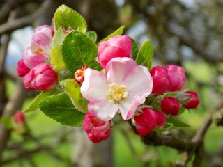 Blooming apple tree in garden in spring