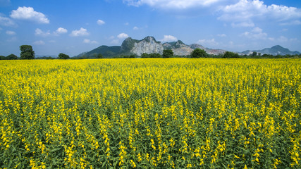 aerial view of yellow sunhemp flowers field in agricuilture mead