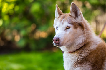 Seriously looking husky eyes.