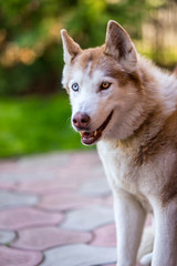 Siberian husky in standby position.