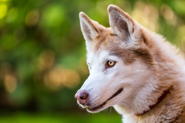 Husky profile portraiture.