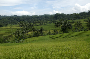 Fototapeta na wymiar coconut trees in the terraced rice fields