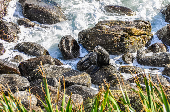 Seals On A Rock In Cape Foulwind, New Zealand