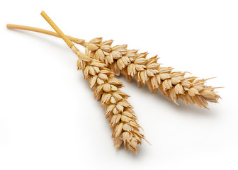 Dried Wheat Ear