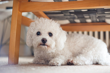 Cute white maltese dog hiding under sofa,  fearful and frightened