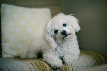 Cute white maltese dog lying at home on a sofa, tilting his head,  asking for your attention - obrazy, fototapety, plakaty
