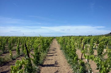 Obraz premium vineyards,France