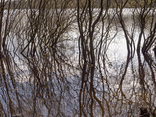 Abstract trees in water at Rivington reservoir, Chorley, Lancashire, UK