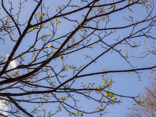 Rivington, Lancashire, UK. April 19th 2016, Early signs of spring with tree bursting into life with the present sprimntime weather.