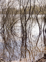 Abstract trees in water at Rivington reservoir, Chorley, Lancashire, UK