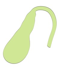 2d cartoon illustration of gallbladder