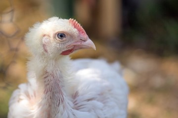 Junges Masthuhn in Freilaufhaltung 