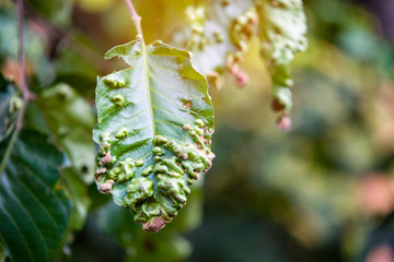 Fototapeta premium Disease spots on a closeup of a leaf