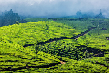 Green tea plantations in Munnar, Kerala, India