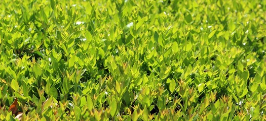 Green trimmed bush leaves
