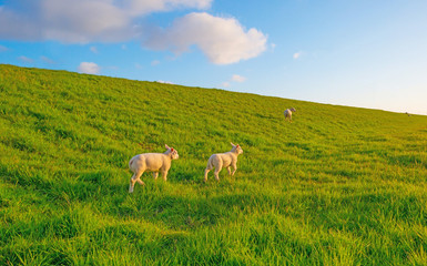 Naklejka na ściany i meble Sheep grazing on a dike in spring