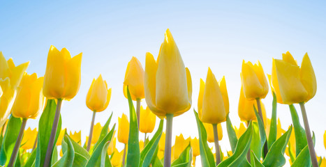 Obraz premium Tulips in a field in spring