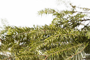 Douglas Fir Needles on bright Background