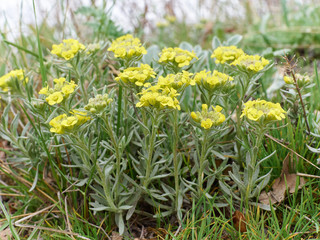 Immortelle - Helichrysum arenarium,  dwarf everlas