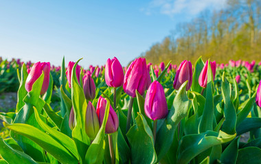 Tulips in a field in spring