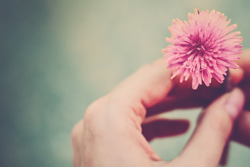 Pink flower in a hand close-up (vintage)