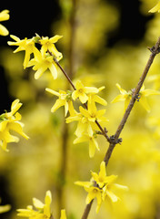 Closeup of Laburnum Flower at Blossom