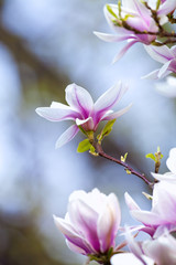 Closeup of Magnolia Flower at Blossom