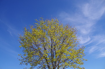 Spring maple tree and blue sky