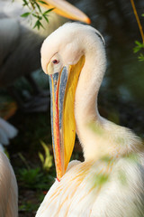 Head of white pelican (Pelecanus onocrotalus)