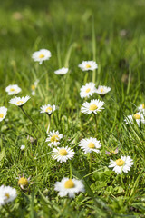 Group of marguerites on a grassy field on a sunny day