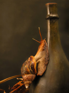 snail crawling on a bottle of wine