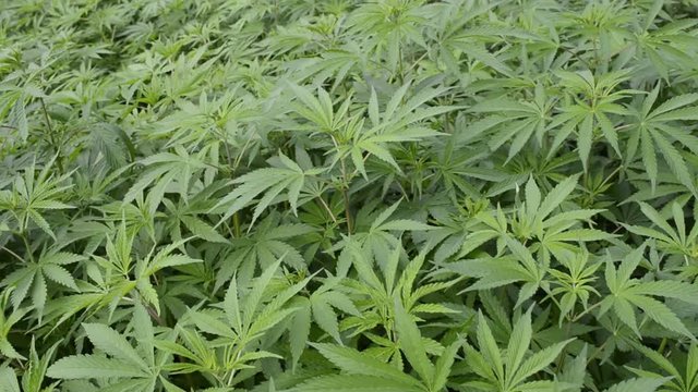 Lush green marijuana plants