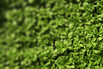 Sfondo di basilico close up